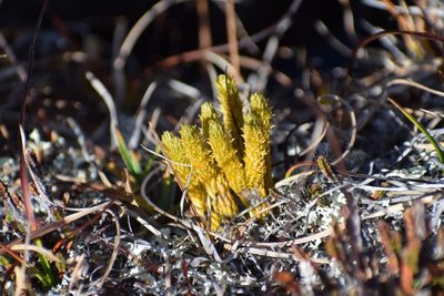 Huperzia continentalis, photographed by Syd Cannings