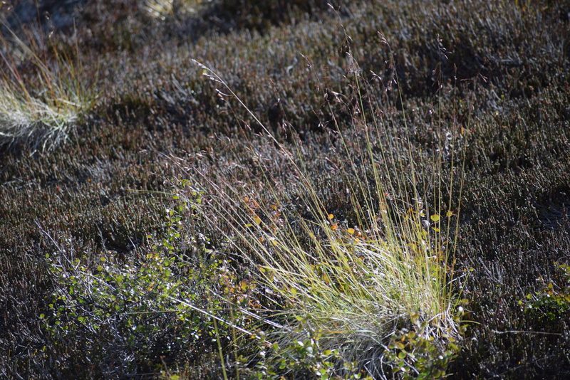 Festuca altaica, photographed by Syd Cannings