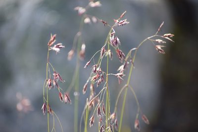 Festuca altaica, photographed by Syd Cannings