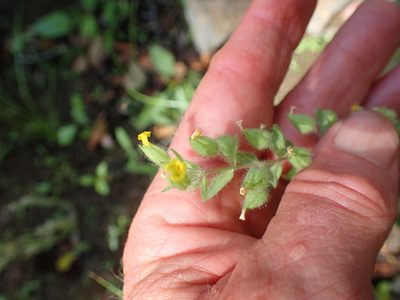 Mimetanthe pilosa, photographed by George Williams
