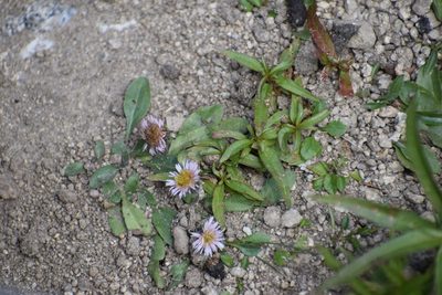 Erigeron humilis, photographed by Syd Cannings