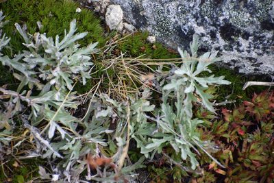 Artemisia tilesii, photographed by Syd Cannings