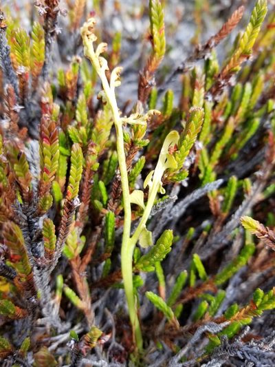 Botrychium spathulatum, photographed by Syd Cannings