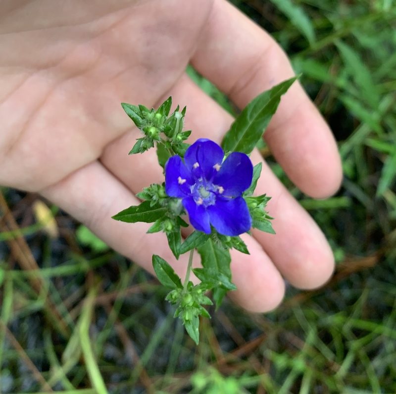 Hydrolea corymbosa, photographed by natalie