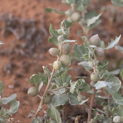 Atriplex holocarpa, photographed by Kym Nicolson