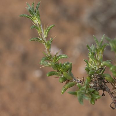 Sclerolaena decurrens, photographed by Kym Nicolson
