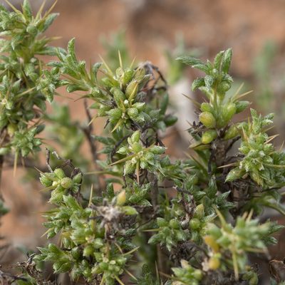 Sclerolaena decurrens, photographed by Kym Nicolson