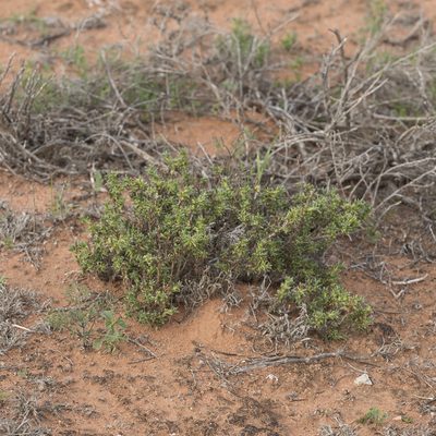 Sclerolaena decurrens, photographed by Kym Nicolson