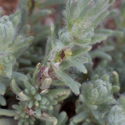 Sclerolaena brachyptera, photographed by Kym Nicolson