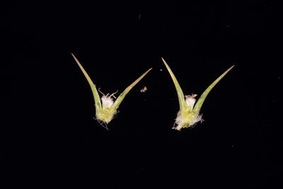 Sclerolaena decurrens, photographed by Kym Nicolson