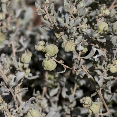 Atriplex vesicaria, photographed by Kym Nicolson