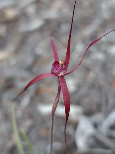 Caladenia filifera, photographed by Cal Wood