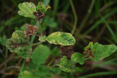 Malachra capitata