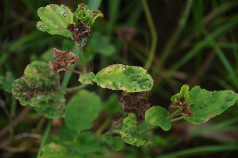 Malachra capitata, photographed by Eric Knight