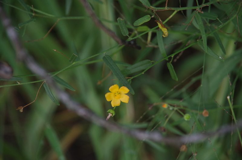 Anoda pentaschista, photographed by Eric Knight