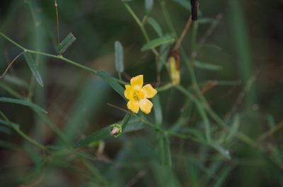 Anoda pentaschista, photographed by Eric Knight