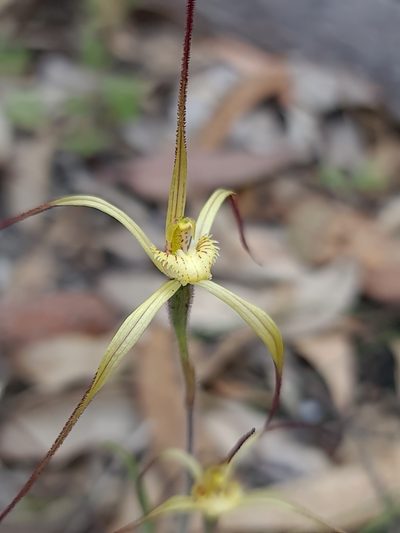 Caladenia xantha, photographed by Cal Wood