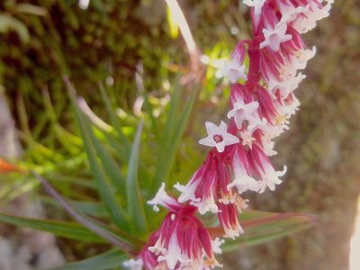 Dracophyllum secundum, photographed by Kiri Bee