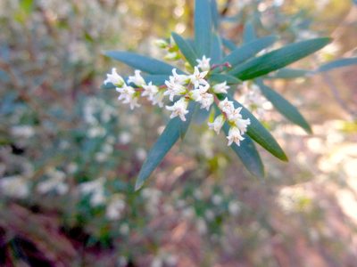 Leucopogon affinis, photographed by Kiri Bee