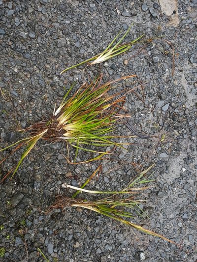 Juncus prismatocarpus, photographed by Leon Perrie