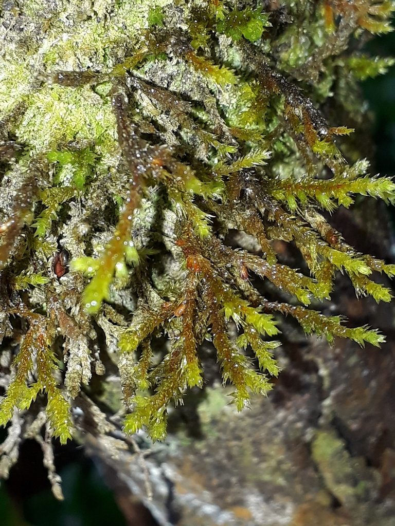Cryphaea chlorophyllosa, photographed by Leon Perrie