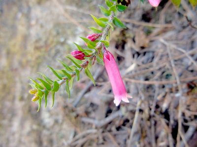 Epacris reclinata, photographed by Kiri Bee