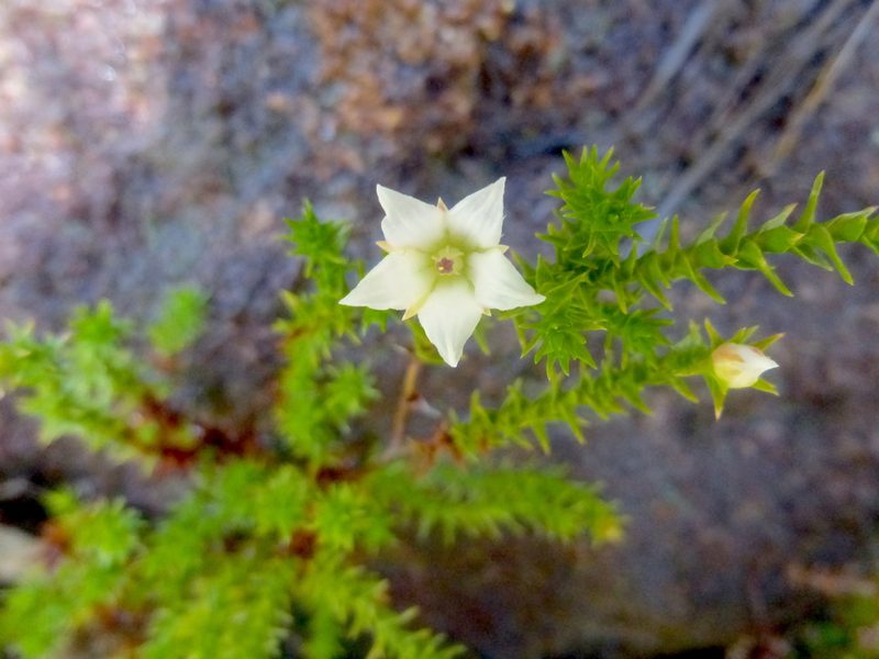 Sprengelia monticola, photographed by Kiri Bee