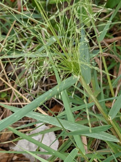 Eragrostis curtipedicellata, photographed by Alison Northup