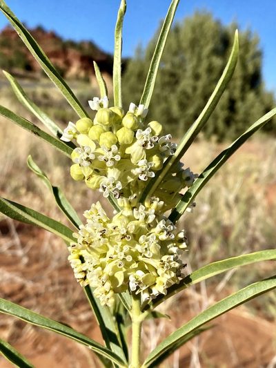Asclepias labriformis, photographed by Jason K.