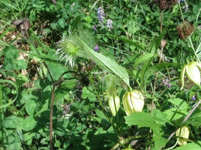 Clematis serratifolia, photographed by Repina Tatyana