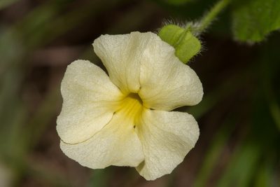Thunbergia amoena, photographed by dhfischer