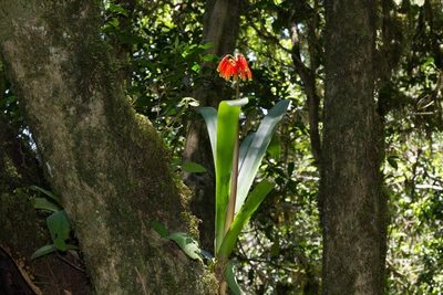 Clivia caulescens, photographed by dhfischer