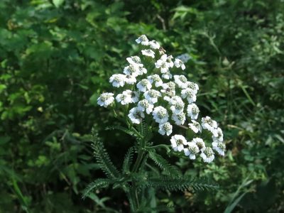 Achillea ptarmicoides, photographed by Repina Tatyana