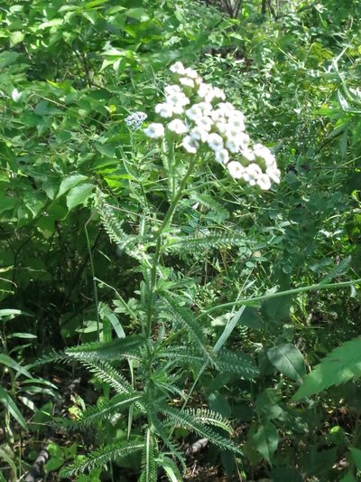 Achillea ptarmicoides, photographed by Repina Tatyana