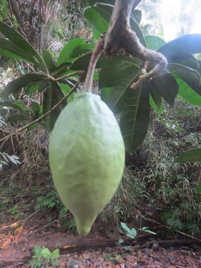 Amphitecna apiculata, photographed by Francisco Emilio Roldán Velasco