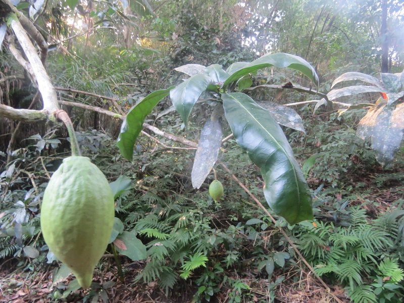 Amphitecna apiculata, photographed by Francisco Emilio Roldán Velasco