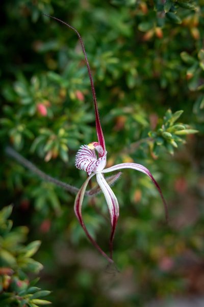 Caladenia chapmanii, photographed by Cal Wood