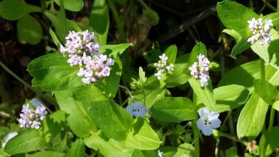 Valeriana ciliosa, photographed by Alex