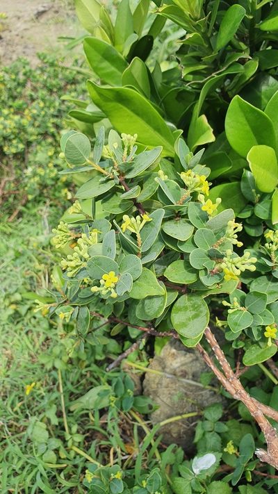 Wikstroemia retusa, photographed by Heng Chian Li