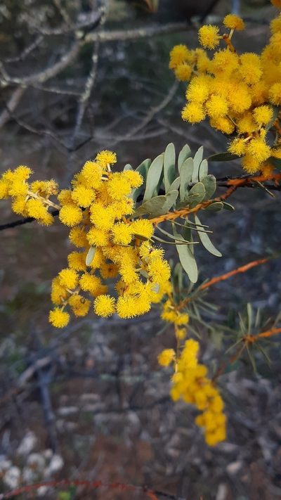Acacia decora, photographed by Matthew Lincoln