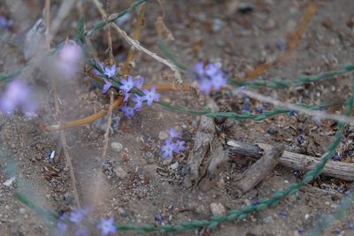 Verbena menthifolia, photographed by Madeleine Claire