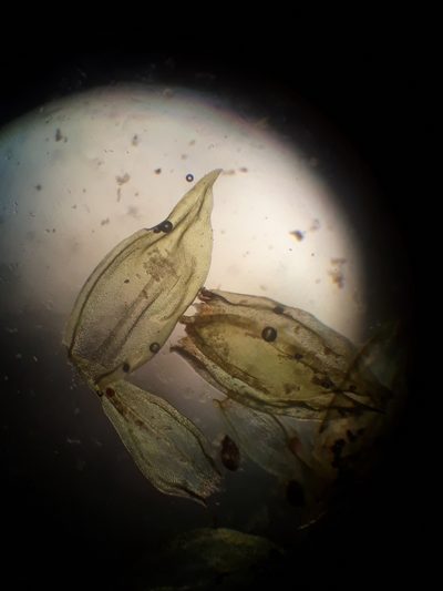 Cryphaea chlorophyllosa, photographed by Leon Perrie