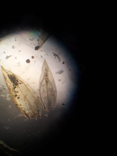 Cryphaea chlorophyllosa, photographed by Leon Perrie
