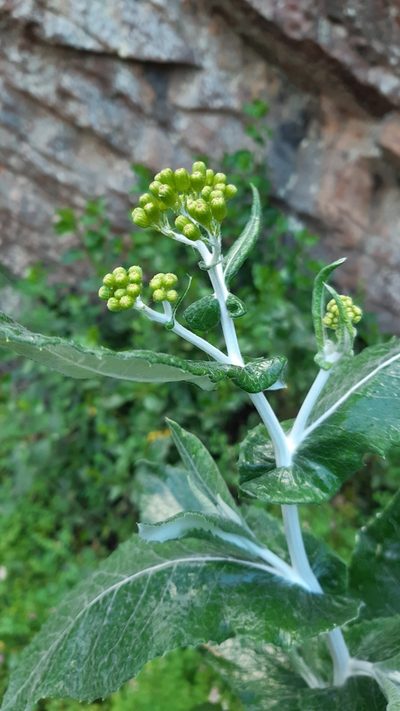 Senecio garlandii, photographed by Matthew Lincoln