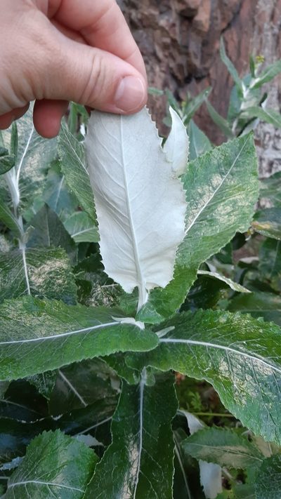 Senecio garlandii, photographed by Matthew Lincoln