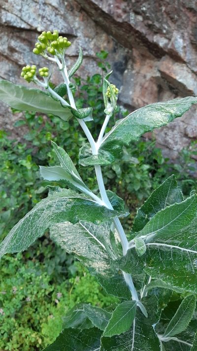 Senecio garlandii, photographed by Matthew Lincoln