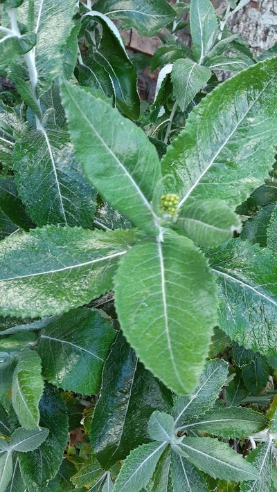 Senecio garlandii, photographed by Matthew Lincoln
