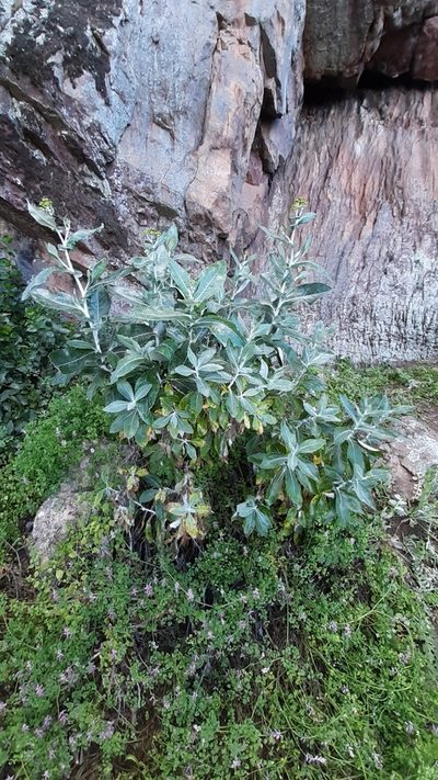 Senecio garlandii, photographed by Matthew Lincoln