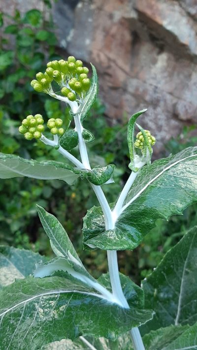 Senecio garlandii, photographed by Matthew Lincoln