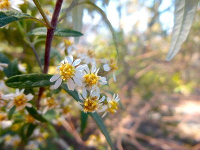 Olearia viscidula, photographed by Kiri Bee